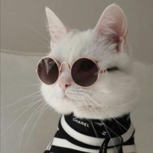 Meet your Posher, Kitty